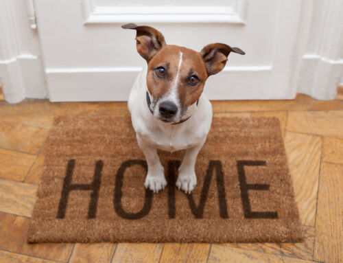 Cleaning Tips for Pet Owners: Keeping Your Home Fresh and Fur-Free