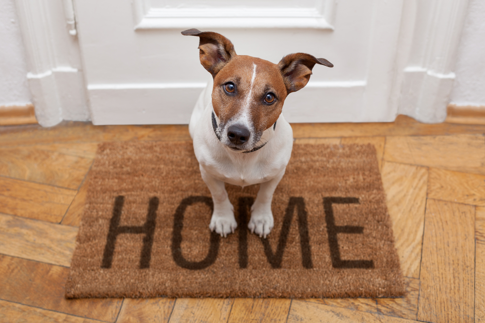 Cleaning Tips for Pet Owners: Keeping Your Home Fresh and Fur-Free