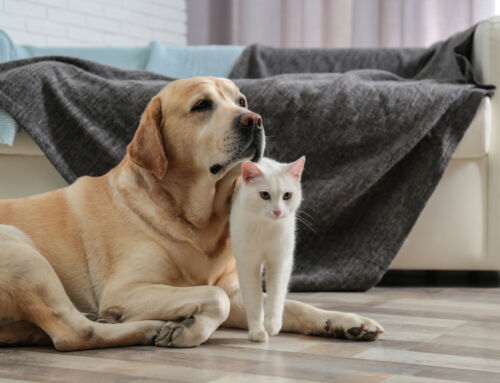 Legacy Cleaning: Your Solution for Pet-Friendly Homes in Madison