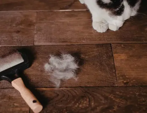 How to Remove Pet Hair and Odors from Every Room